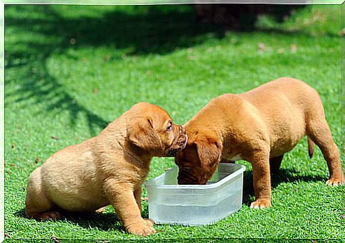 10 breeds of dogs that eat the most