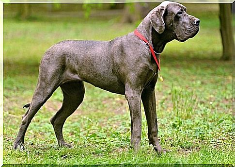 great dane