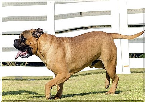 bullmastiff