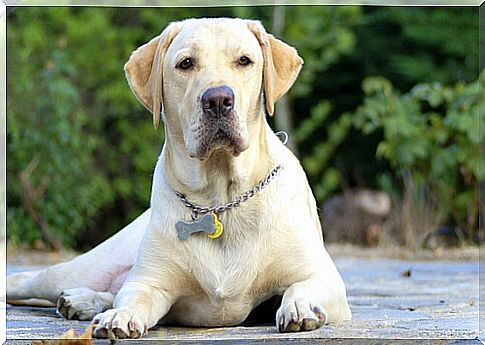 labrador retriever took care of a child