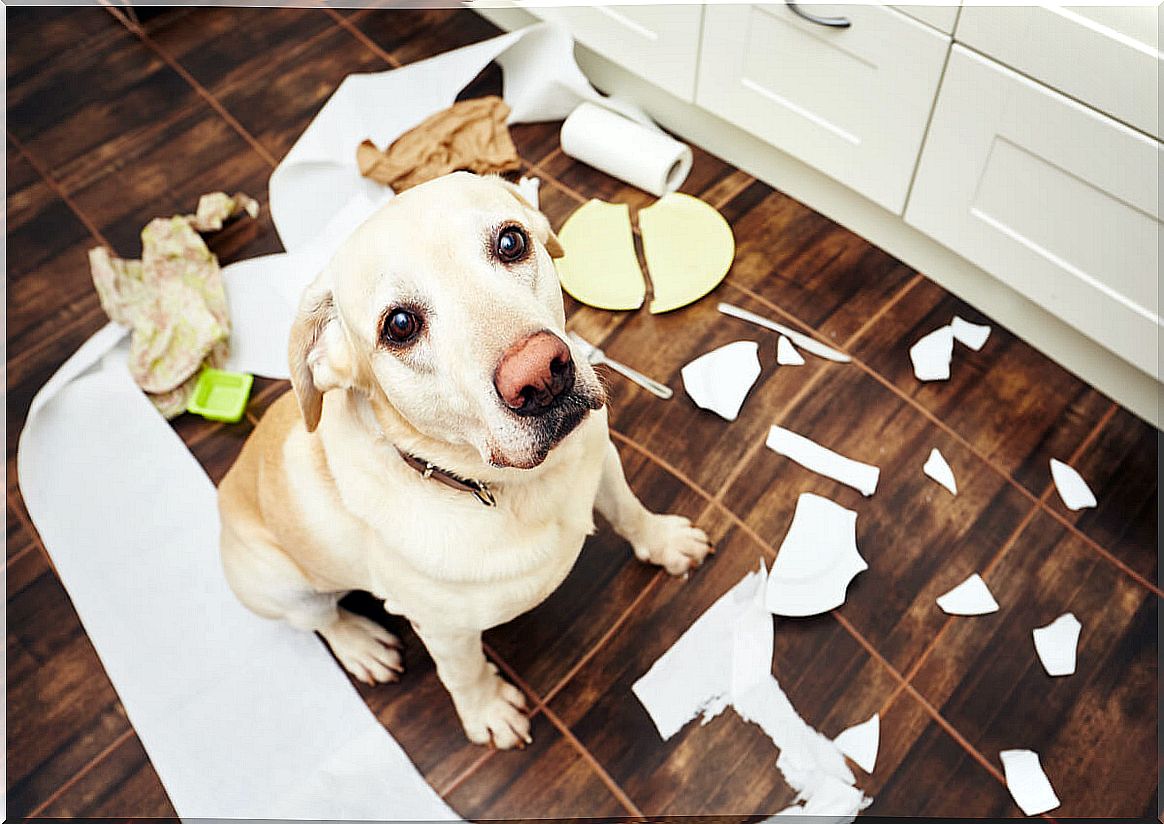 A dog breaks dishes.