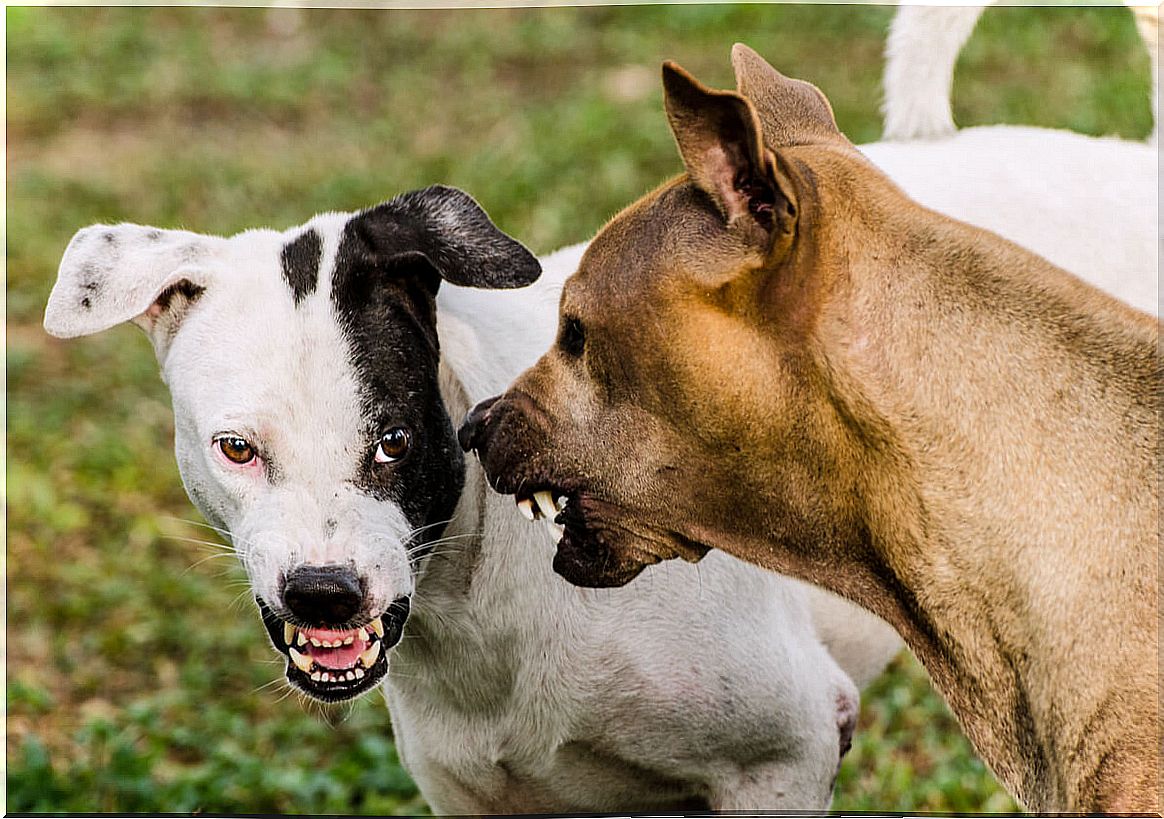 An aggressive dog with another dog.