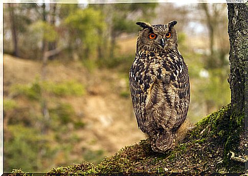 (Bird) Eagle owl: characteristics