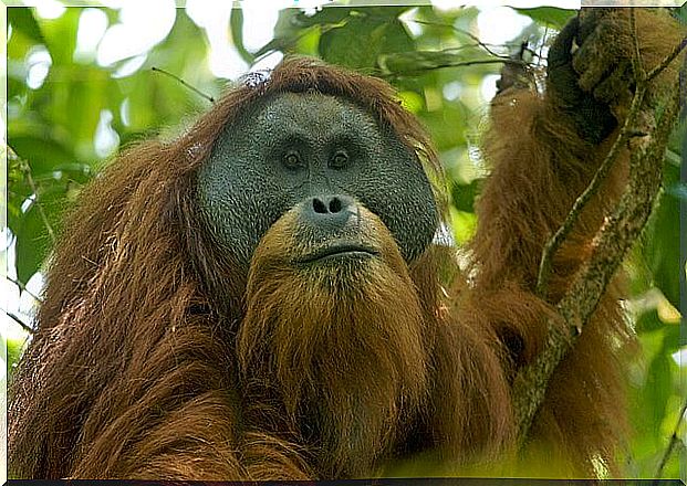 New species of orangutan