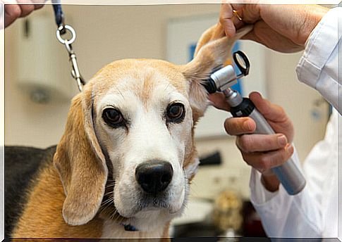 5 consequences of not doing a medical checkup on your pet