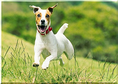 jack russell terrier