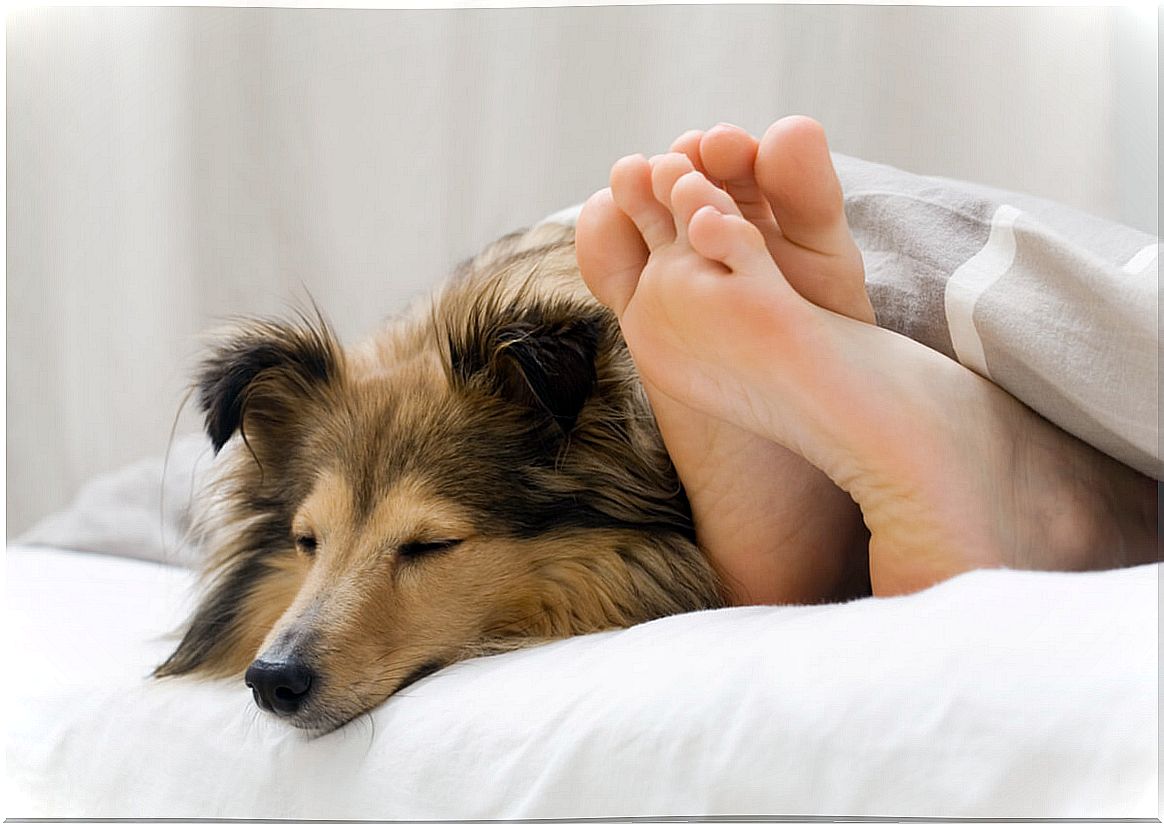 5 reasons why your dog sleeps next to you