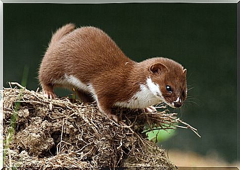 5 species of weasels