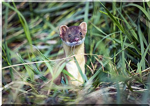 Long-tailed weasel: characteristics