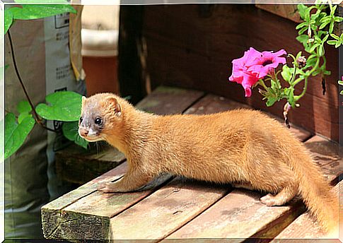 Siberian weasel