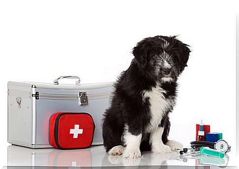 5 things you should know to give your dog first aid