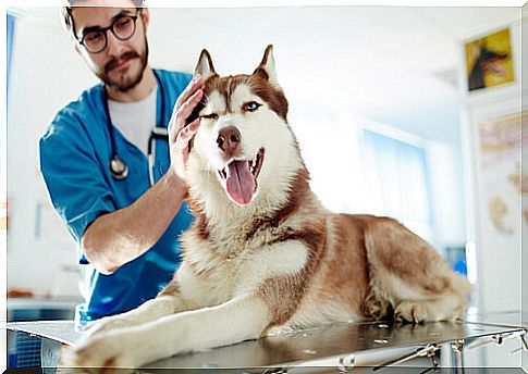 Pet visit to the vet: husky