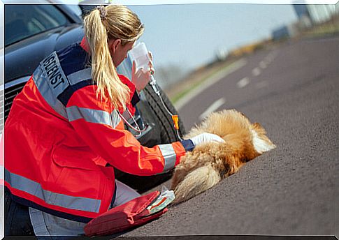 Dog in traffic accident