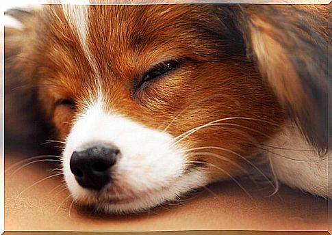 5 tips to get your dog to sleep through the night