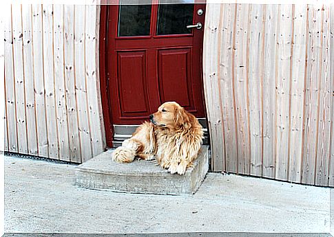 5 tips to leave your dog in a kennel