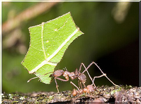 5 types of ants