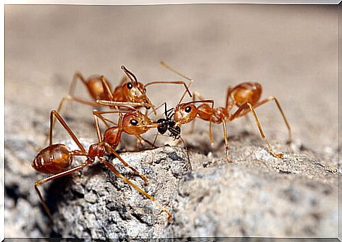 Red fire ant: sting