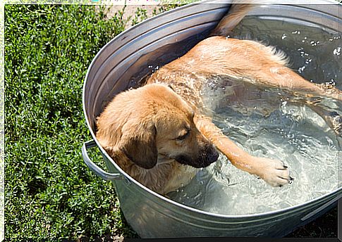 5 ways to help your dog beat the heat