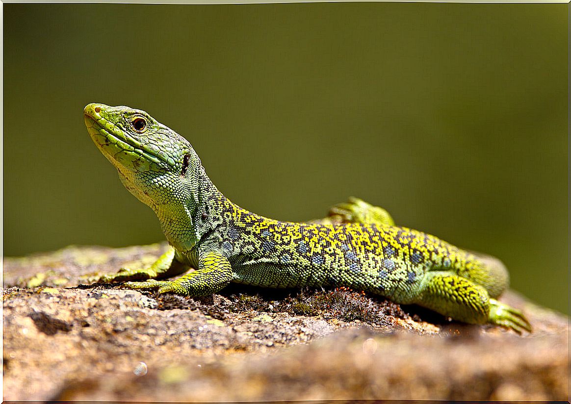 An ocellated lizard basking in the sun.