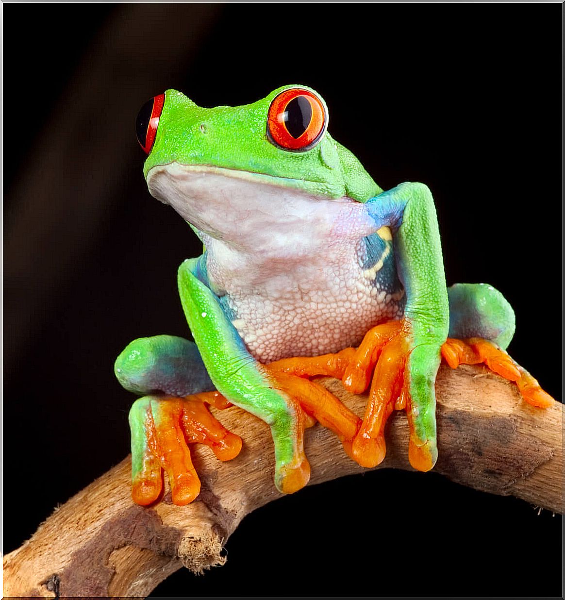 A frog on a branch.