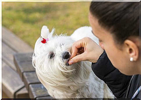 self-medicate a dog