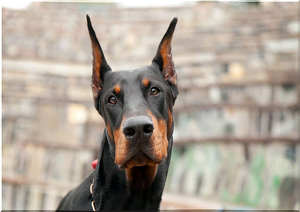 6 steps to train a Doberman dog