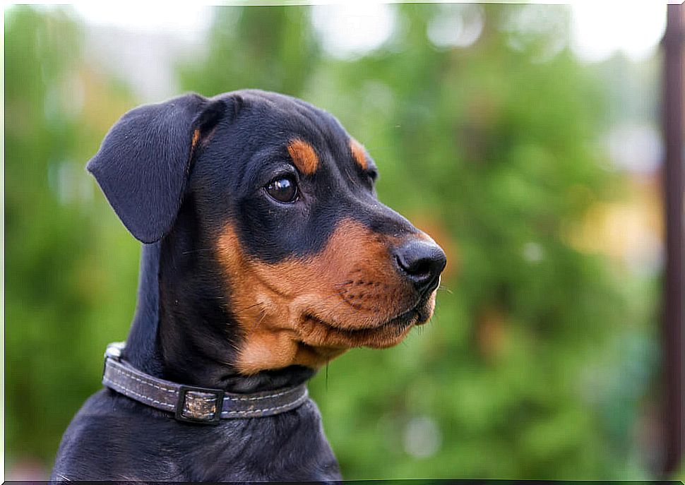 Doberman puppy.