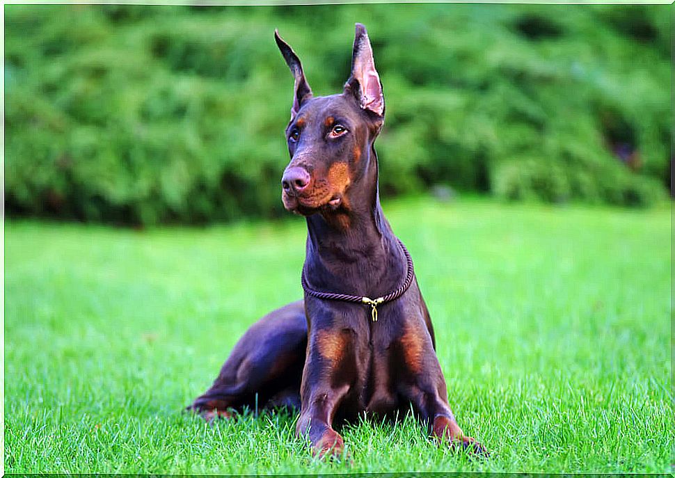 Educate a doberman.