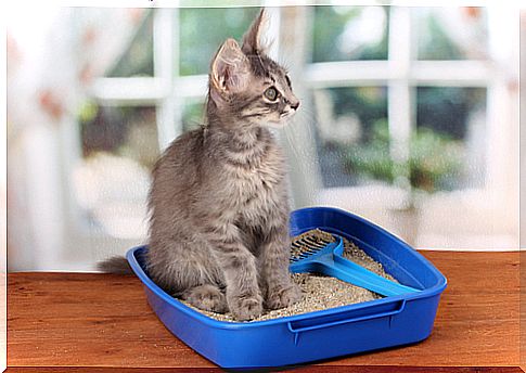 cat litter box