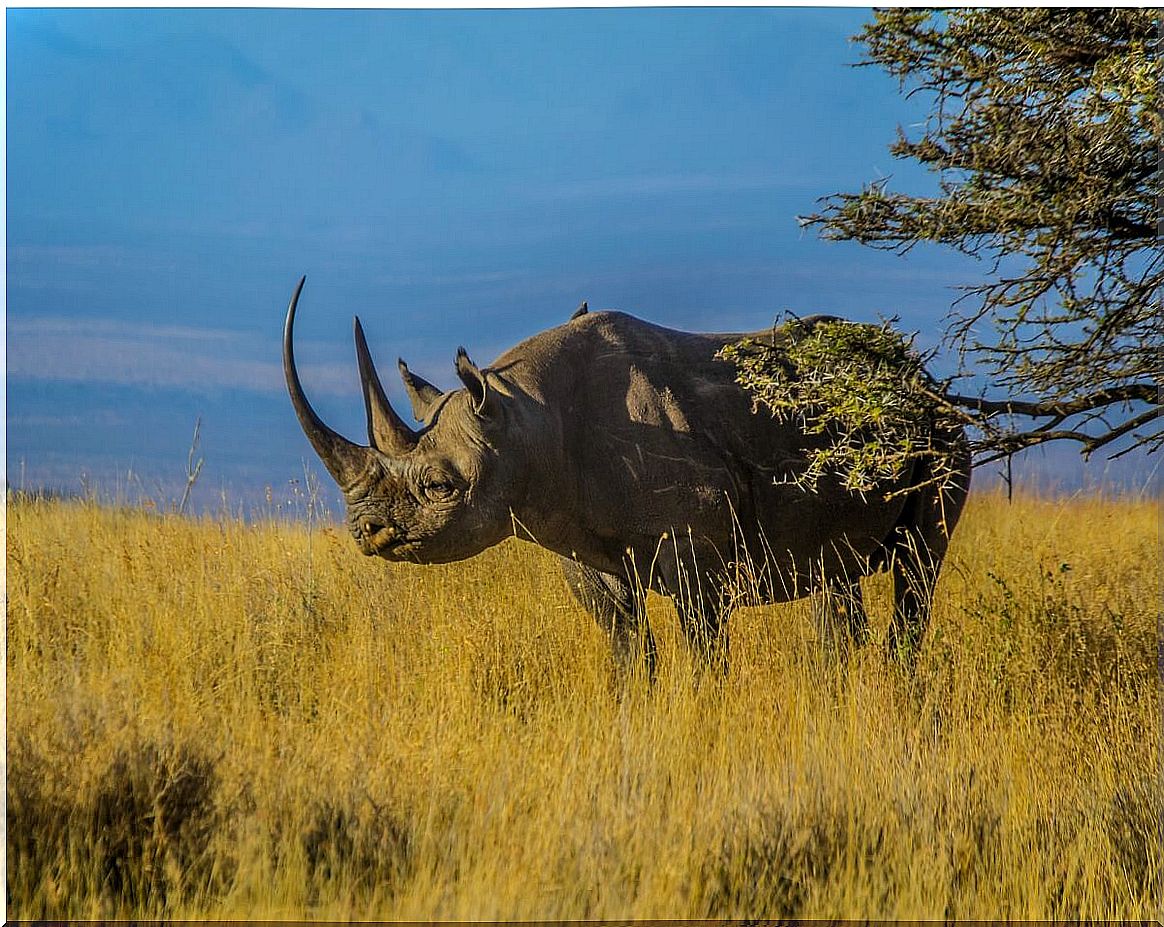 A black rhino in the savannah.