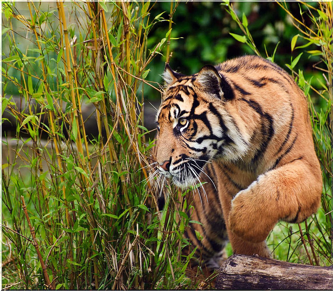 One of the most voracious mammals is the tiger.