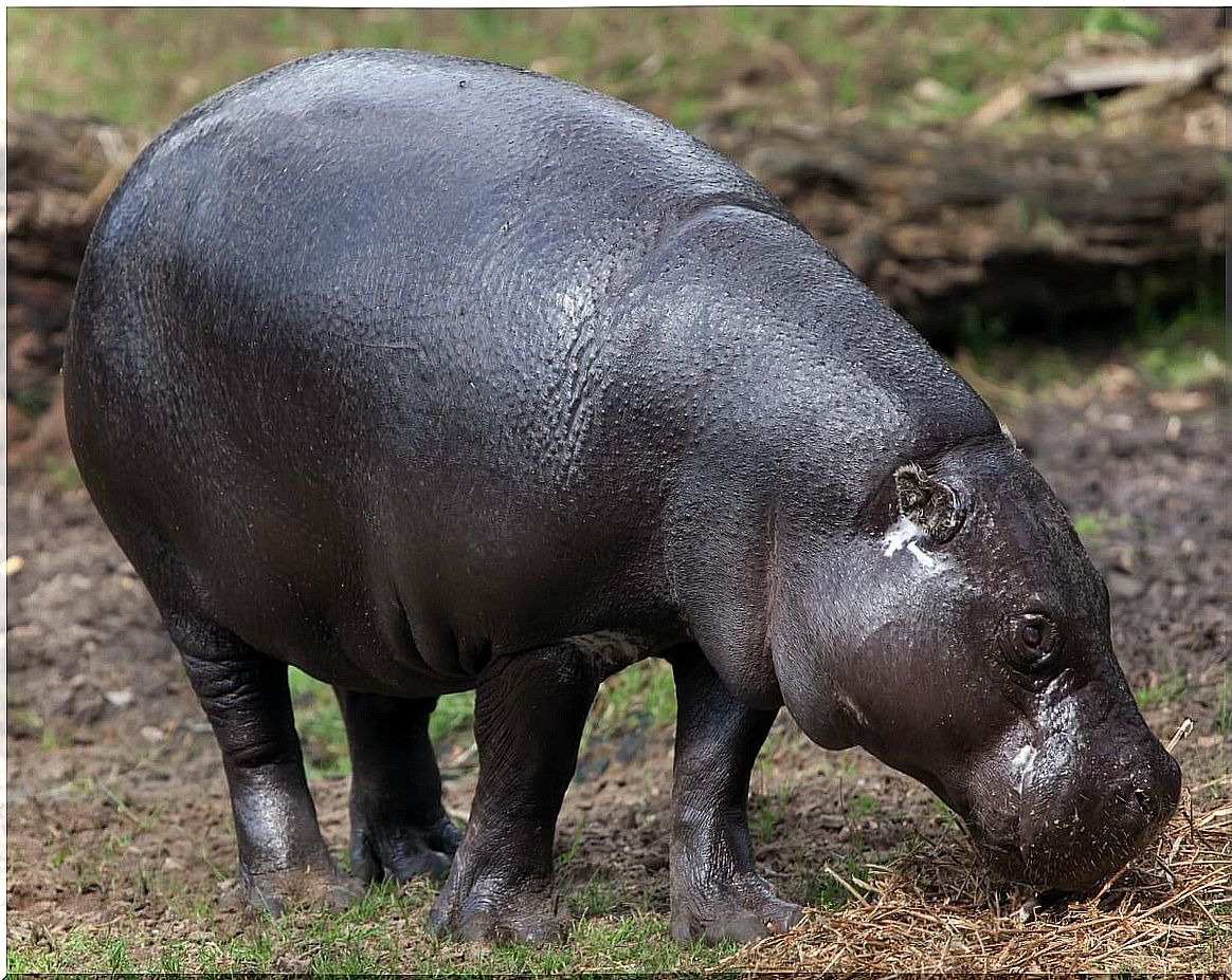 The pygmy hippo is one of the endangered mammals.