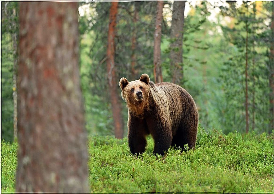 A brown bear staring at the camera.