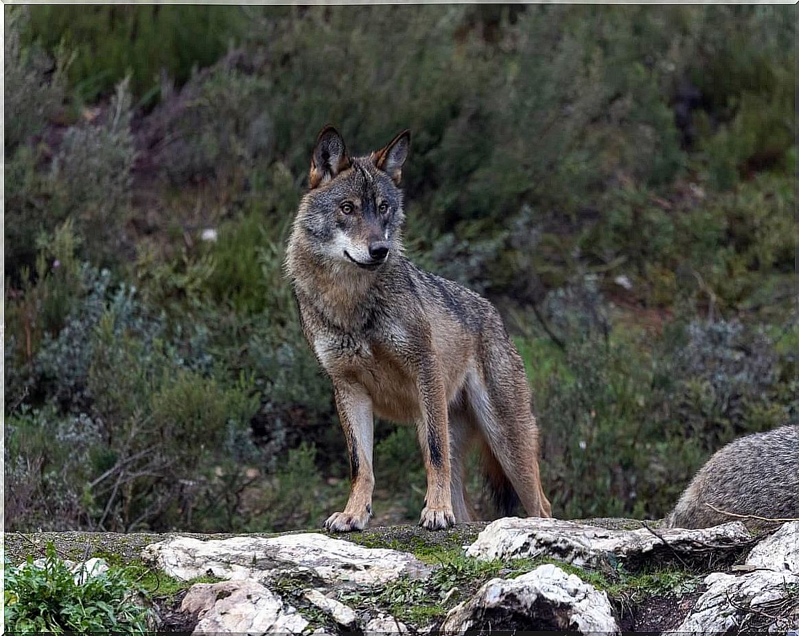 An Iberian wolf in danger of extinction.