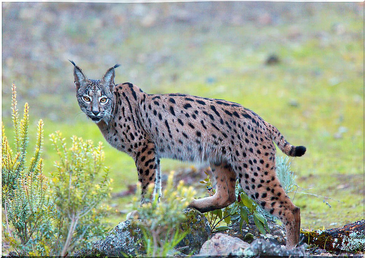 The Iberian lynx is an endemic species of Spain.