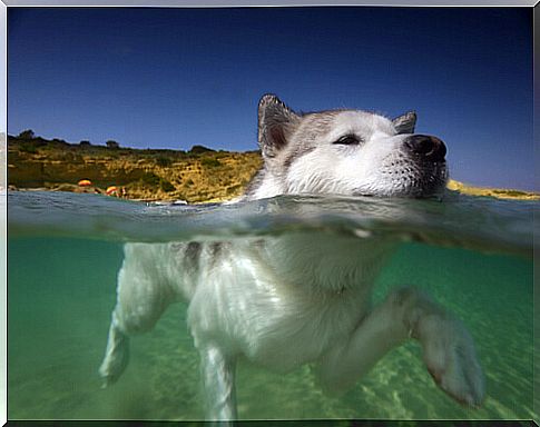 8 reasons why your dog should swim