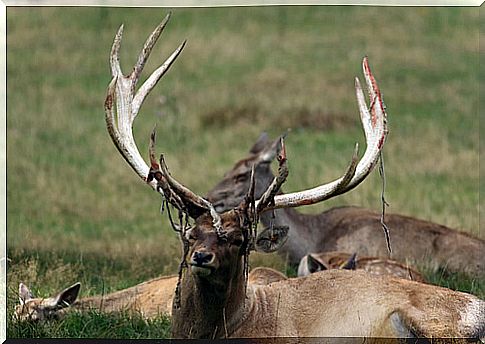 Deer subspecies: Bactriana