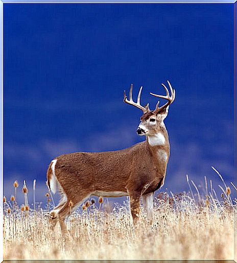 Deer subspecies: white