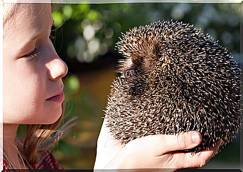 A day in the life of a hedgehog