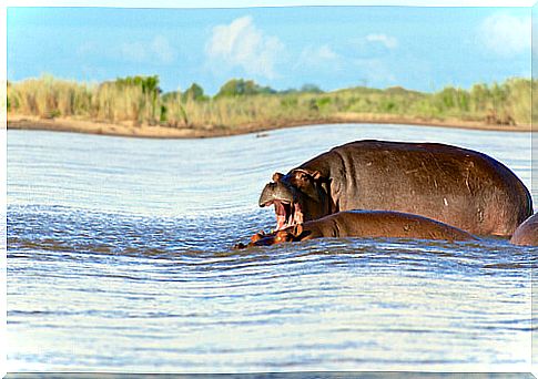 A hippo saves a zebra from drowning