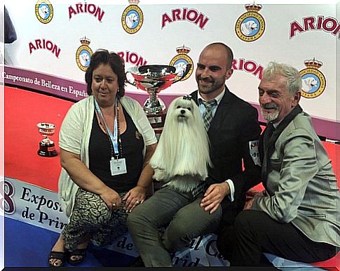 A Maltese Bichon, winner of the contest for best dog in Spain