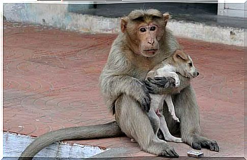 A monkey adopts an orphan puppy