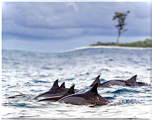 dolphins