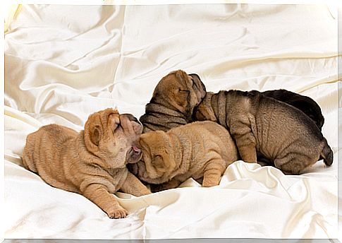 shar pei puppies