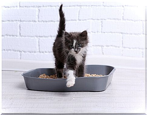 Treatments for acute diarrhea in cats