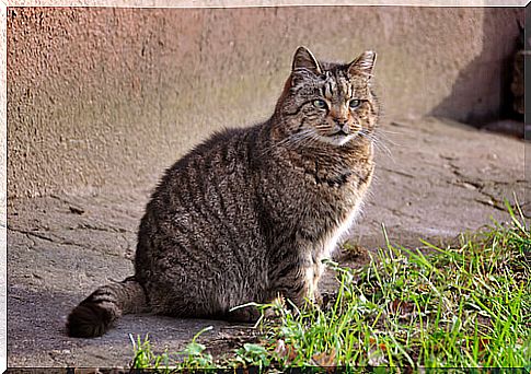 Acute diarrhea in cats causes discomfort