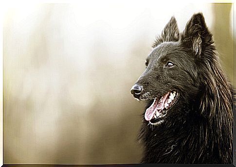 All about the Belgian Shepherd