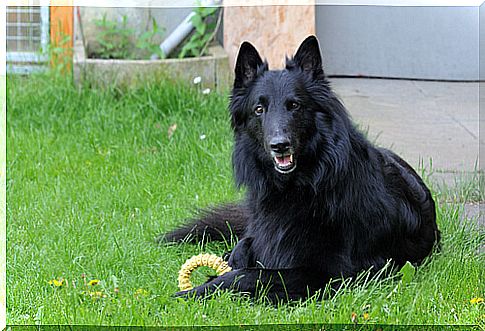 Belgian Shepherd