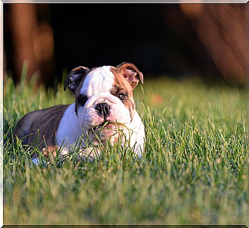 dog eats grass