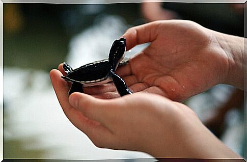 Attachment in rescued animals